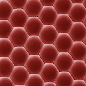 Housefly: Eye of a House Fly