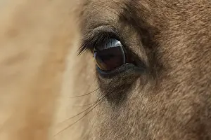 Konik: Horse