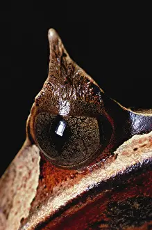 Malayan: Eye of Malayan Horned Frog