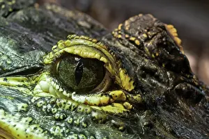 Mississippiensis: Eye of the Mississippi Alligator (Alligator mississippiensis