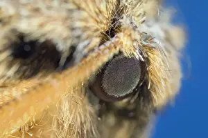110121: Eye of Moth