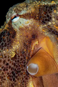 Archipelago: Detail of the eye of an octopus (Octopus vulgari