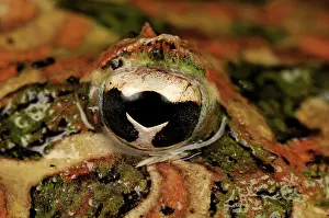 Argentinean: eye of Ornate Horned Frog Argentinean Horned Frog