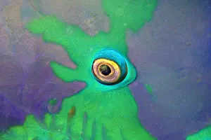 Graphic: Eye of Parrotfish