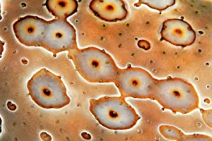 Argus: Detail of Eye patch sea cucumber (Bohadschia argus)