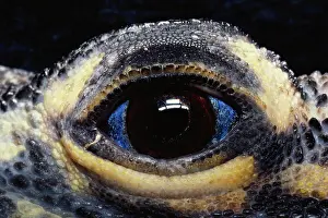 Sense: Eye of Philippine Sailfin Lizard