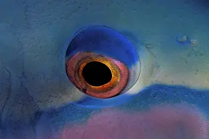 Scarus: Detail of the eye of a saddled parrotfish, Scarus dimidiatus