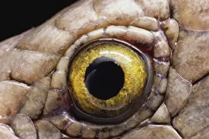 Skink: Eye of a Skink