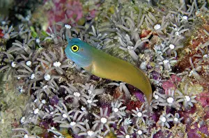 Flores: Eye Spot Blenny (Ecsenius ops) amongst Star Polyps