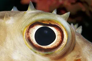 Porcupinefish: Eye of Spotbase burrfish (Chilomycterus spilostylus)