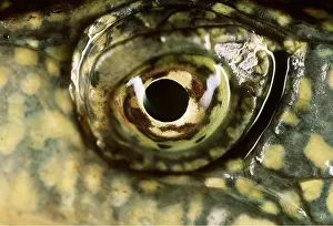 Andrey Zvoznikov: EYE - TERRAPIN EYE CLOSE-UP