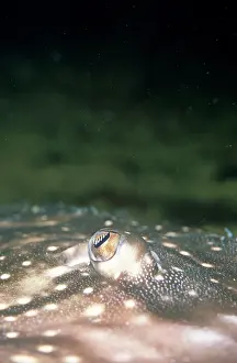 Skates: EYE OF THORNBACK RAY SKATE