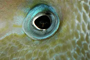 Balistes: Eye of Triggerfish