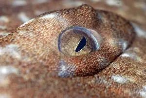 Wobbegong: Eye of Wobbegong Shark