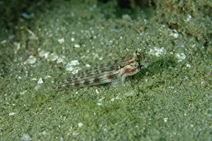 Stripe: Eyebar Goby