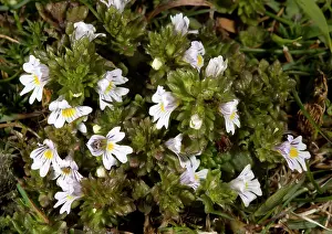 Euphrasia: Eyebright