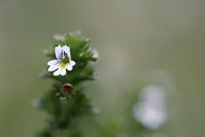 Euphrasia: Eyebright
