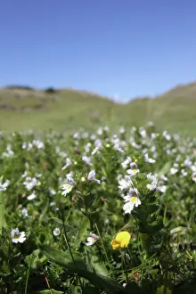 Euphrasia: Eyebright