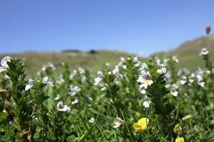 Euphrasia: Eyebright