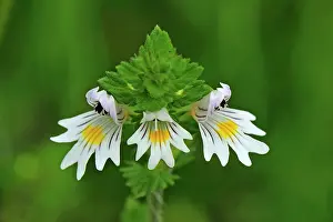 Euphrasia: Eyebright