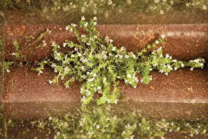 Processing: Eyebright