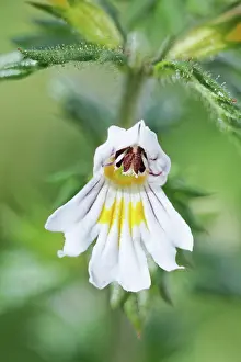 Euphrasia: Eyebright