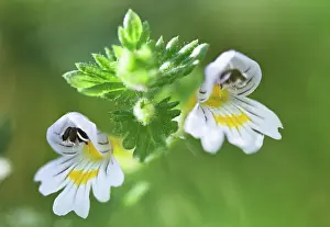 Euphrasia: Eyebright