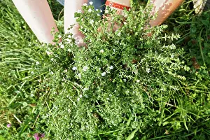 Euphrasia: Eyebright