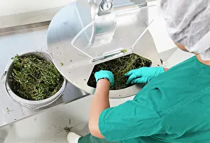 Processing: Eyebright