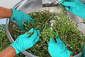 Processing: Eyebright