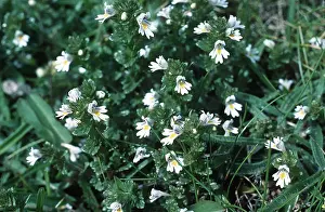 J Laurie: EYEBRIGHT