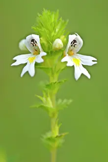 Euphrasia: Eyebright - blossom on a meadow