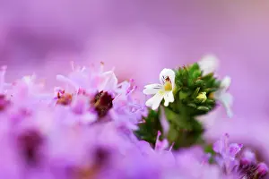 Thyme: Eyebright - Amongst Wild Thyme