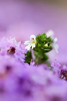 Thyme: Eyebright - Amongst Wild Thyme