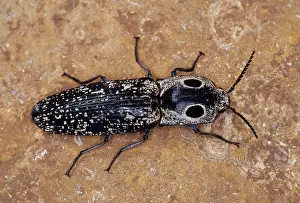 Click: Eyed Click Beetle (Alaus oculatus)