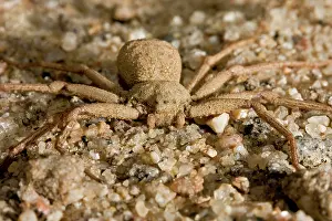 Depicting: Six Eyed Crab Spider - Frontal portrait depicting eyes