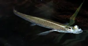 Poking: Four Eyed Fish - with eyes poking above surface of the water