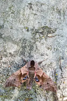 Lxe4n: Eyed Hawk-moth