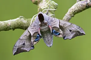 Upperside: Eyed Hawk-moth