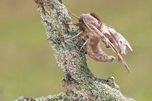 Kalmar: Eyed Hawk-moth
