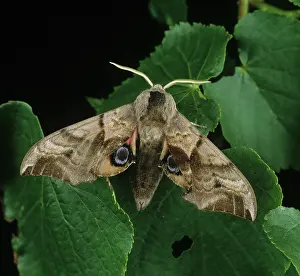 Ocellata: Eyed hawk moth