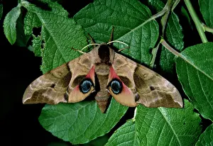 Ocellata: Eyed HAWK MOTH - female on Sallow (food plant)