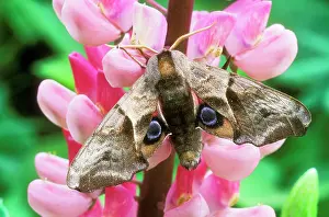 Ocellata: Eyed Hawk-moth - on Lupin flower