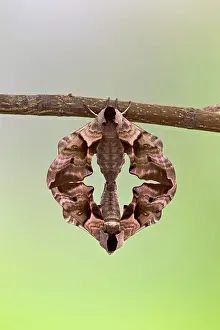 Ocellata: Eyed Hawk Moth - pair mating