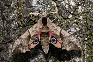 Ocellata: Eyed hawk-moth (Smerinthus ocellata)