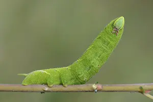 Lincolnshire: Eyed hawk-moth (Smerinthus ocellatus) resting o