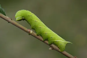 Lincolnshire: Eyed hawk-moth (Smerinthus ocellatus) resting o