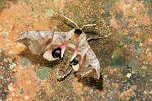 Ocellata: Eyed Hawkmoth
