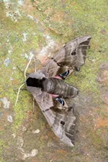 Ocellata: Eyed Hawkmoth