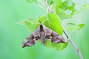 Ocellata: Eyed Hawkmoth on apple food plant